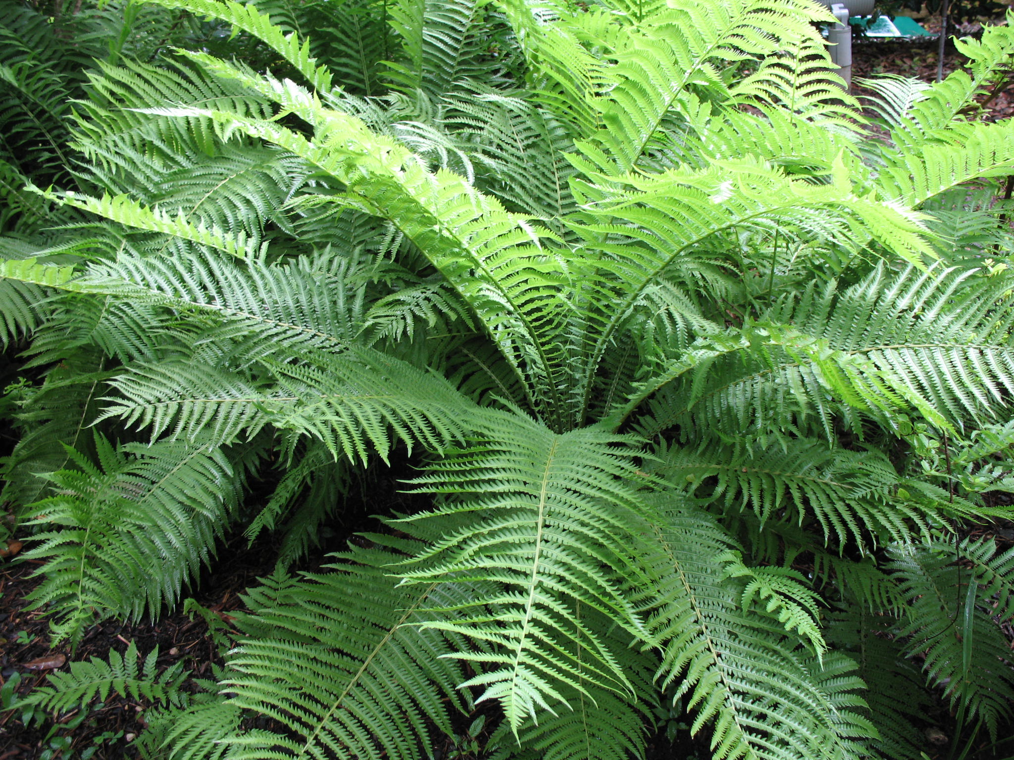 Dryopteris villarii / Rigid Buckler Fern