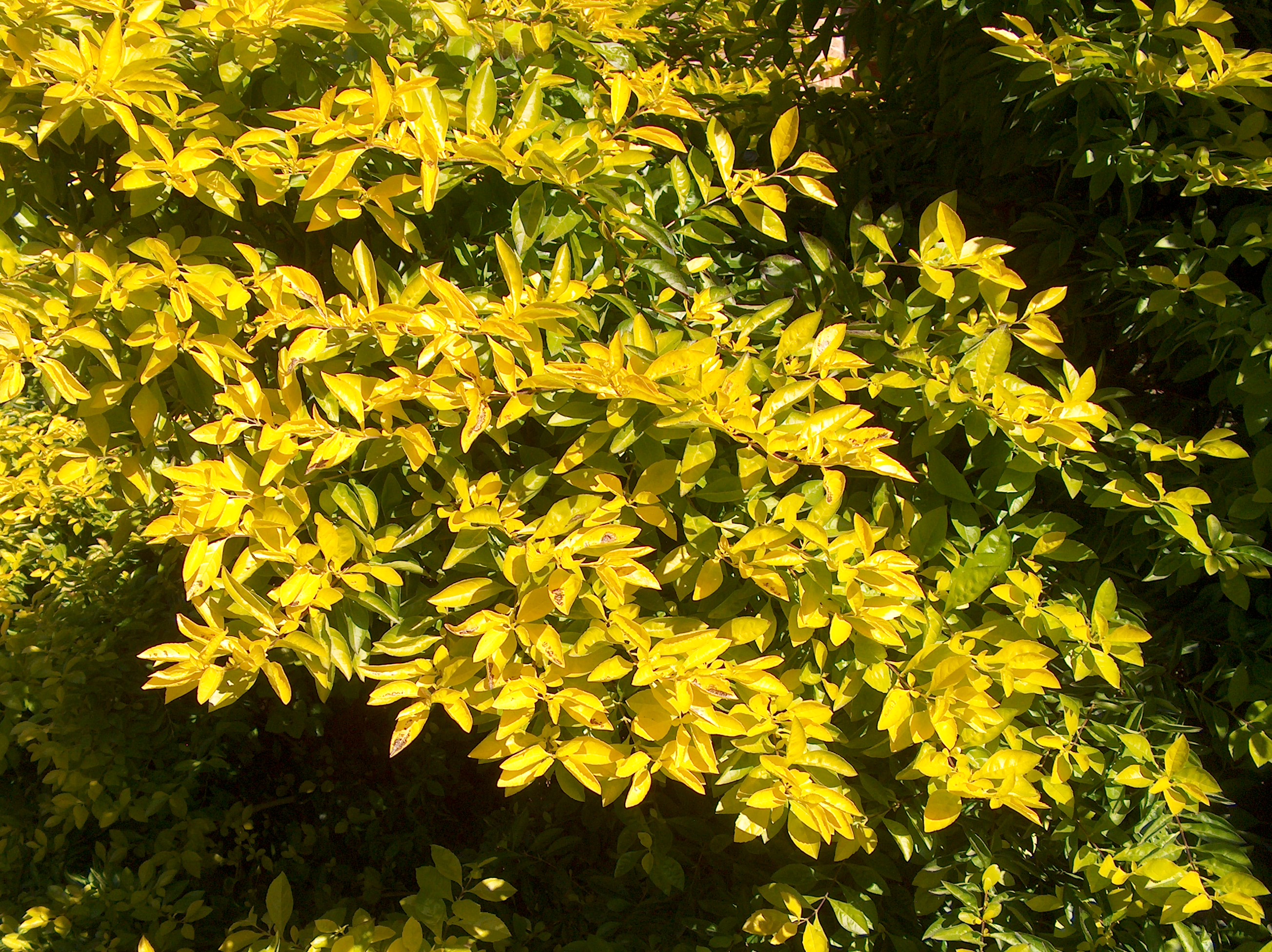 Duranta erecta 'Cuban Gold'  / Cuban Gold Duranta