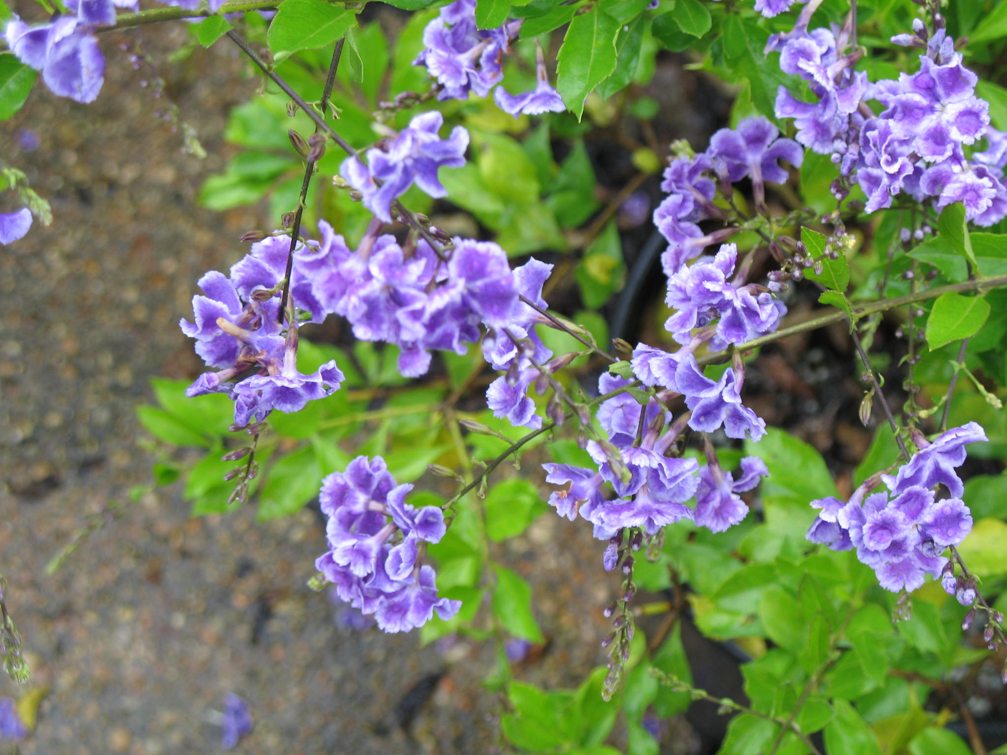 Duranta erecta 'Sapphire Showers' / Duranta erecta 'Sapphire Showers'