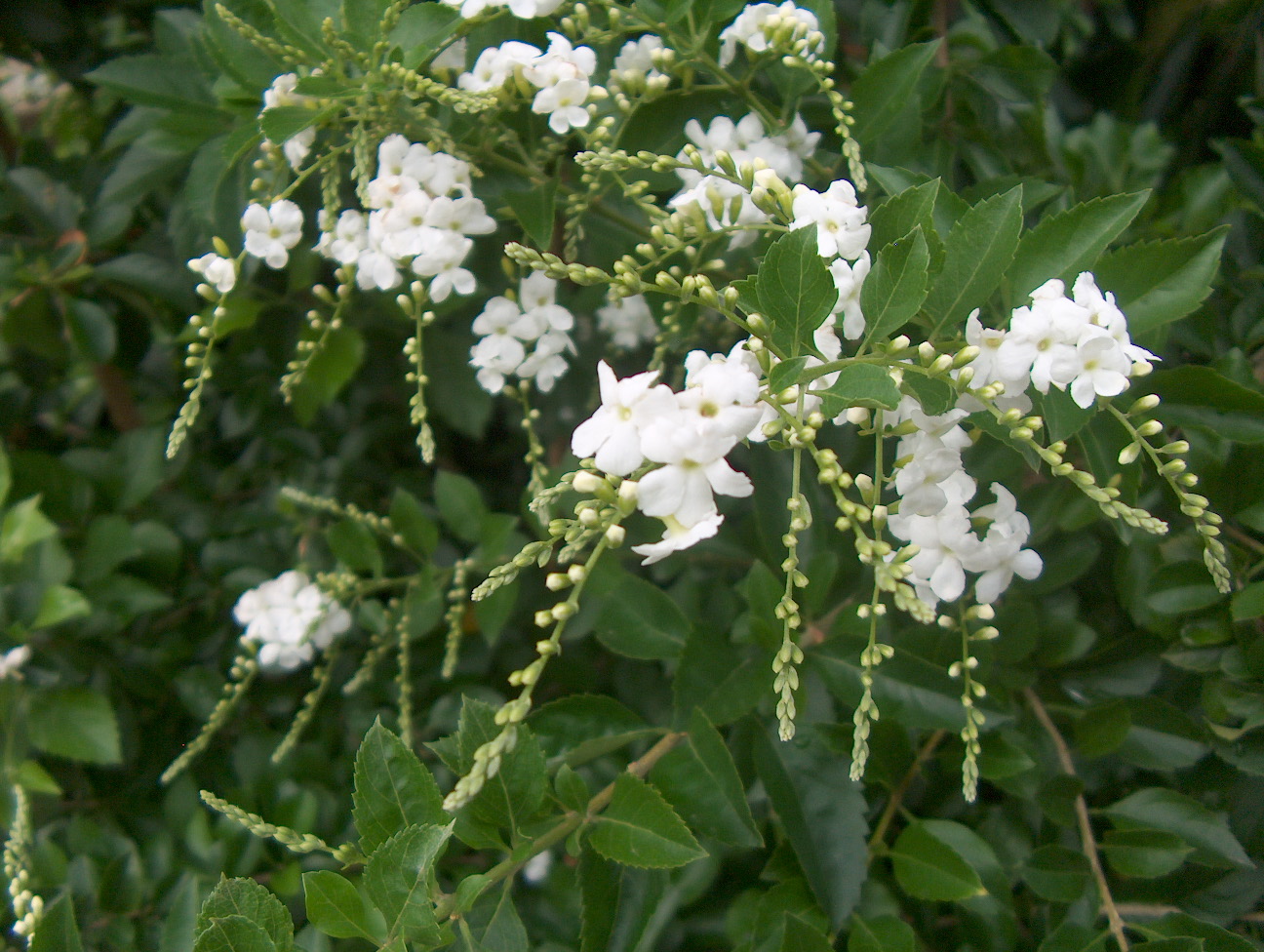 Duranta erecta 'Alba'  / Alba Duranta