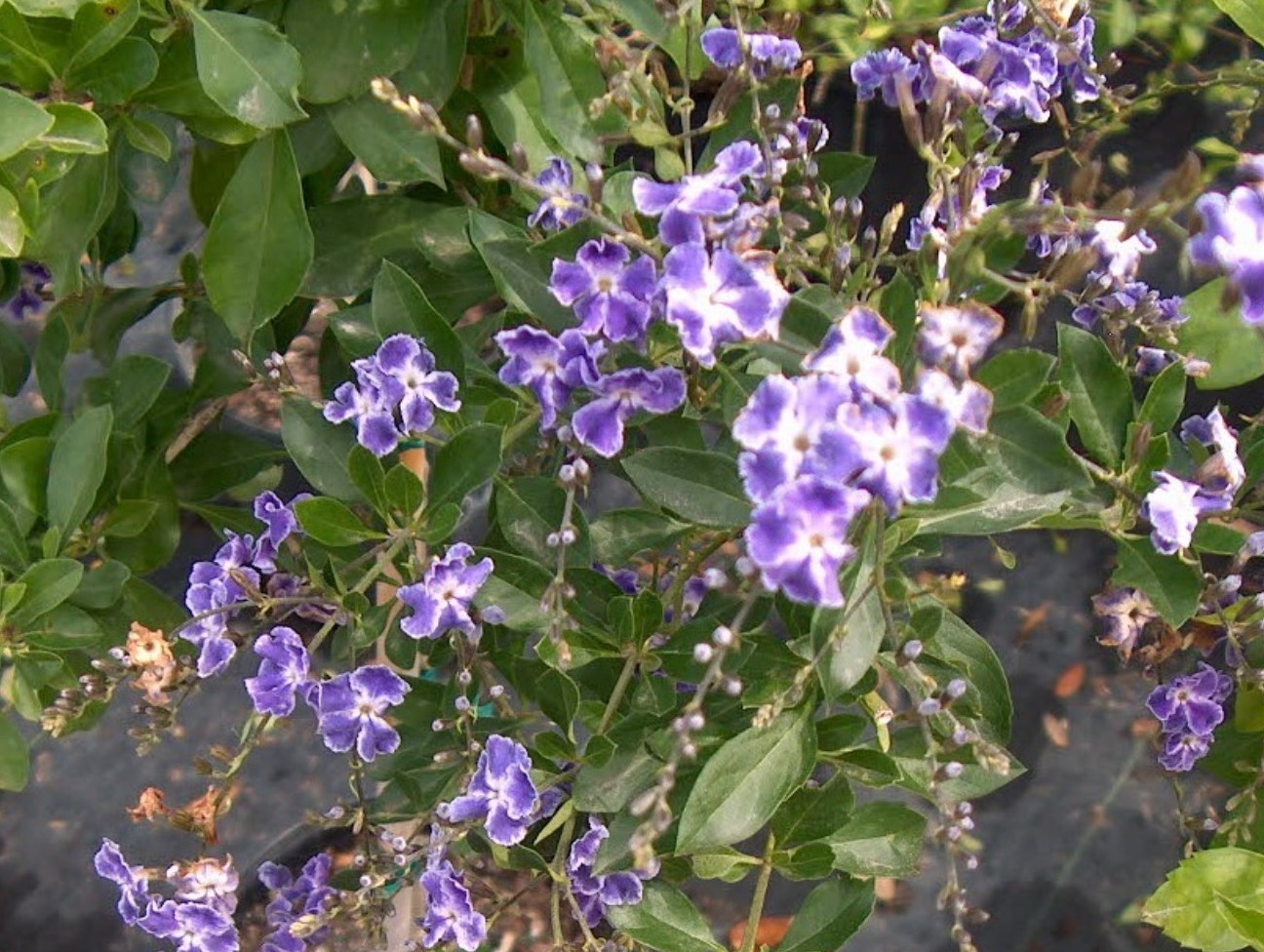 Duranta erecta 'Geisha Girl'  / Geisha Girl Duranta