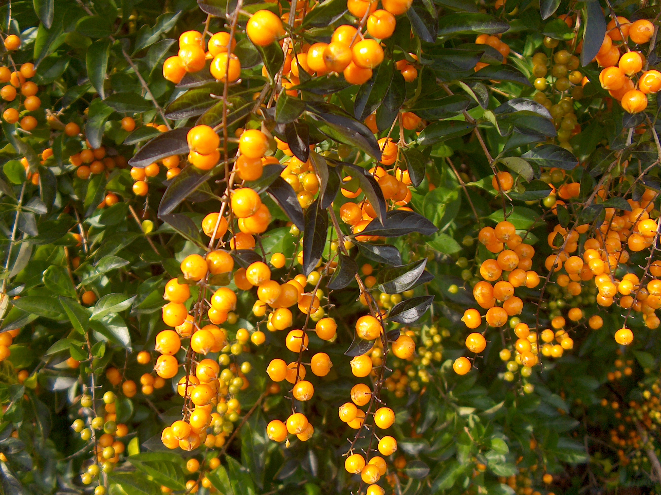 Duranta repens / Brazilian Sky Flower