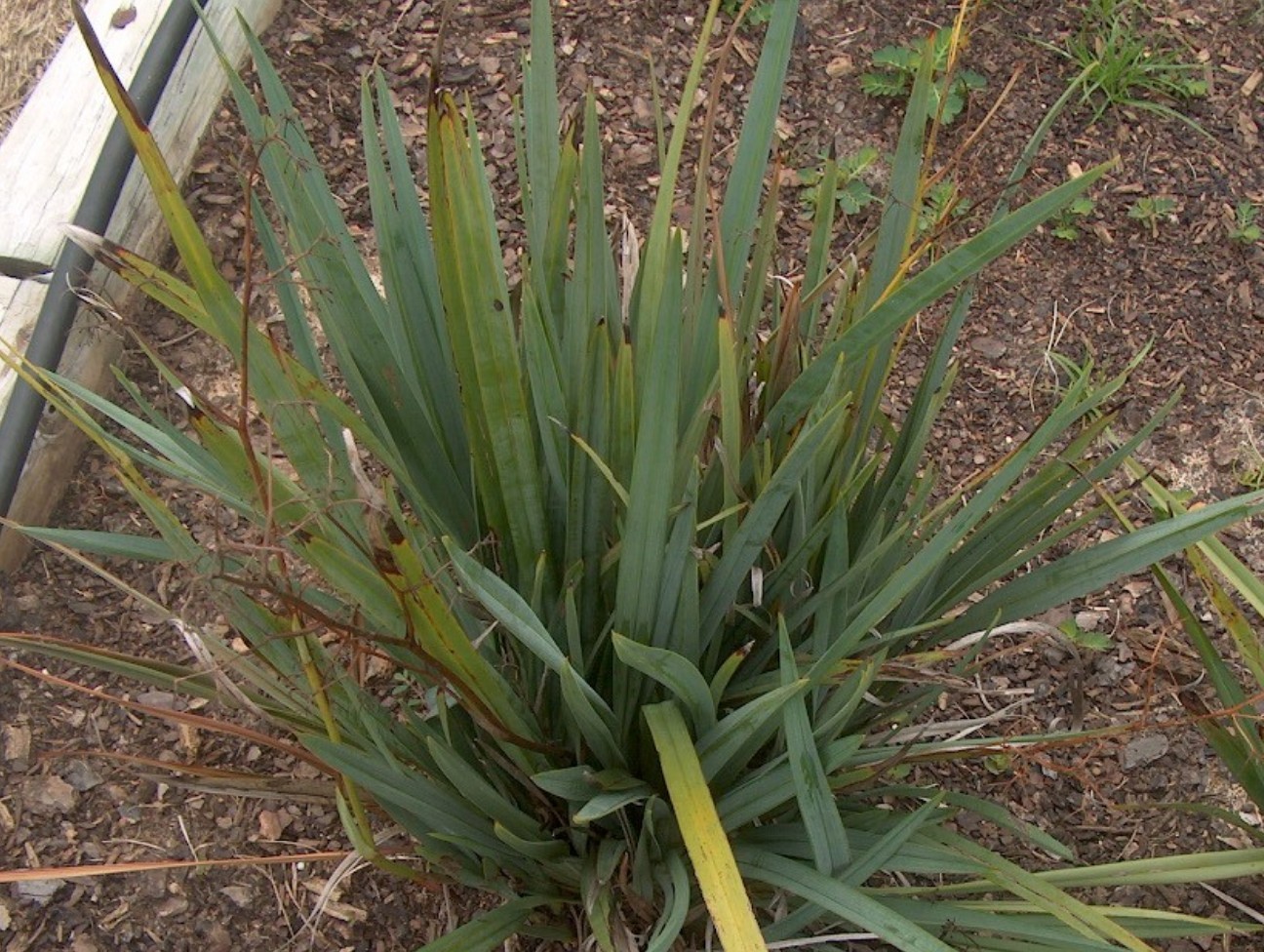 Dianella caerulea 'Cassa Blue' / Dianella caerulea 'Cassa Blue'