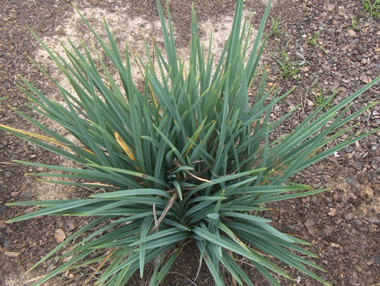 Dianella revoluta 'Baby Bliss' / Dianella revoluta 'Baby Bliss'