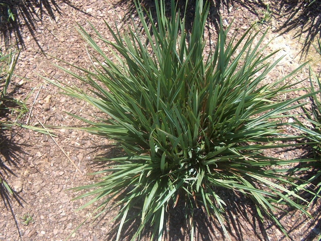 Dianella revoluta 'Little Rev' / Dianella revoluta 'Little Rev'