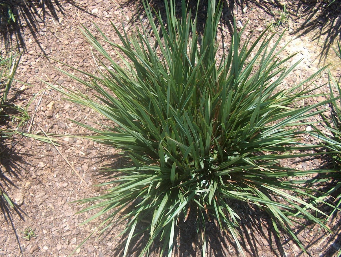 Dianella revoluta 'Little Rev' / Little Kev Flax Lily