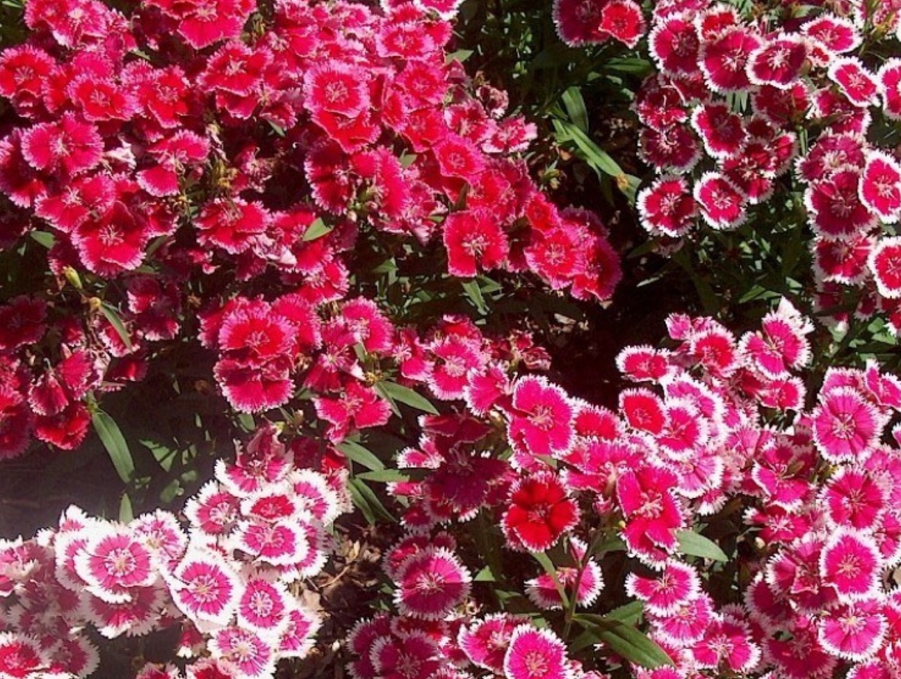 Dianthus chinensis 'Floral Lace Mix'  / Dianthus chinensis 'Floral Lace Mix' 