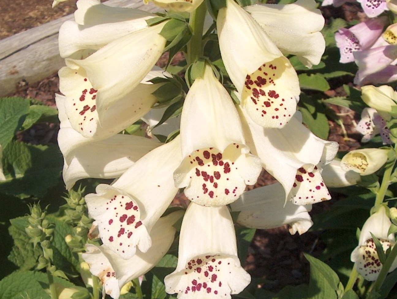 Digitalis purpurea 'Camelot White' / Digitalis purpurea 'Camelot White'