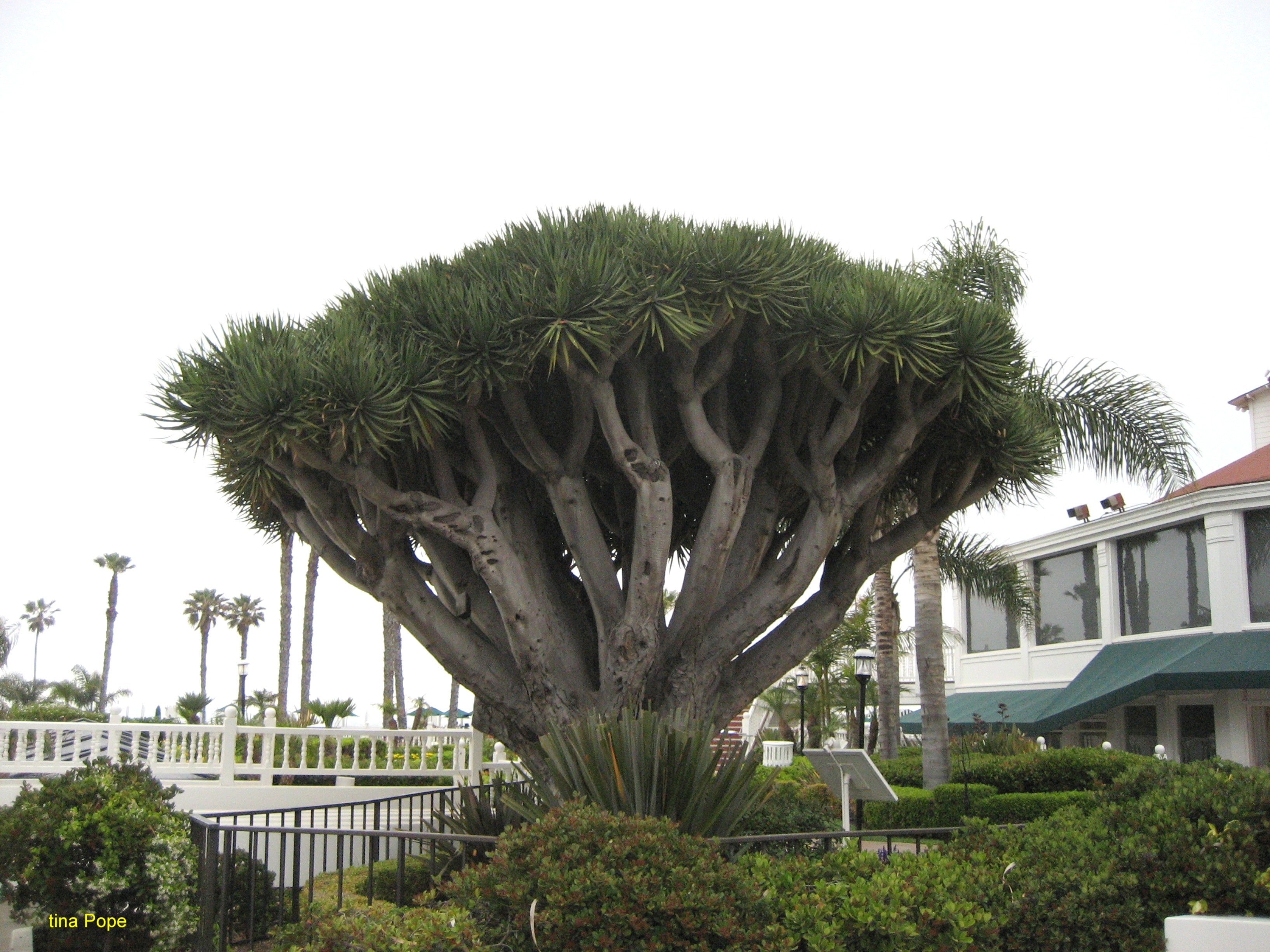 Dracaena draco / Dragon Tree