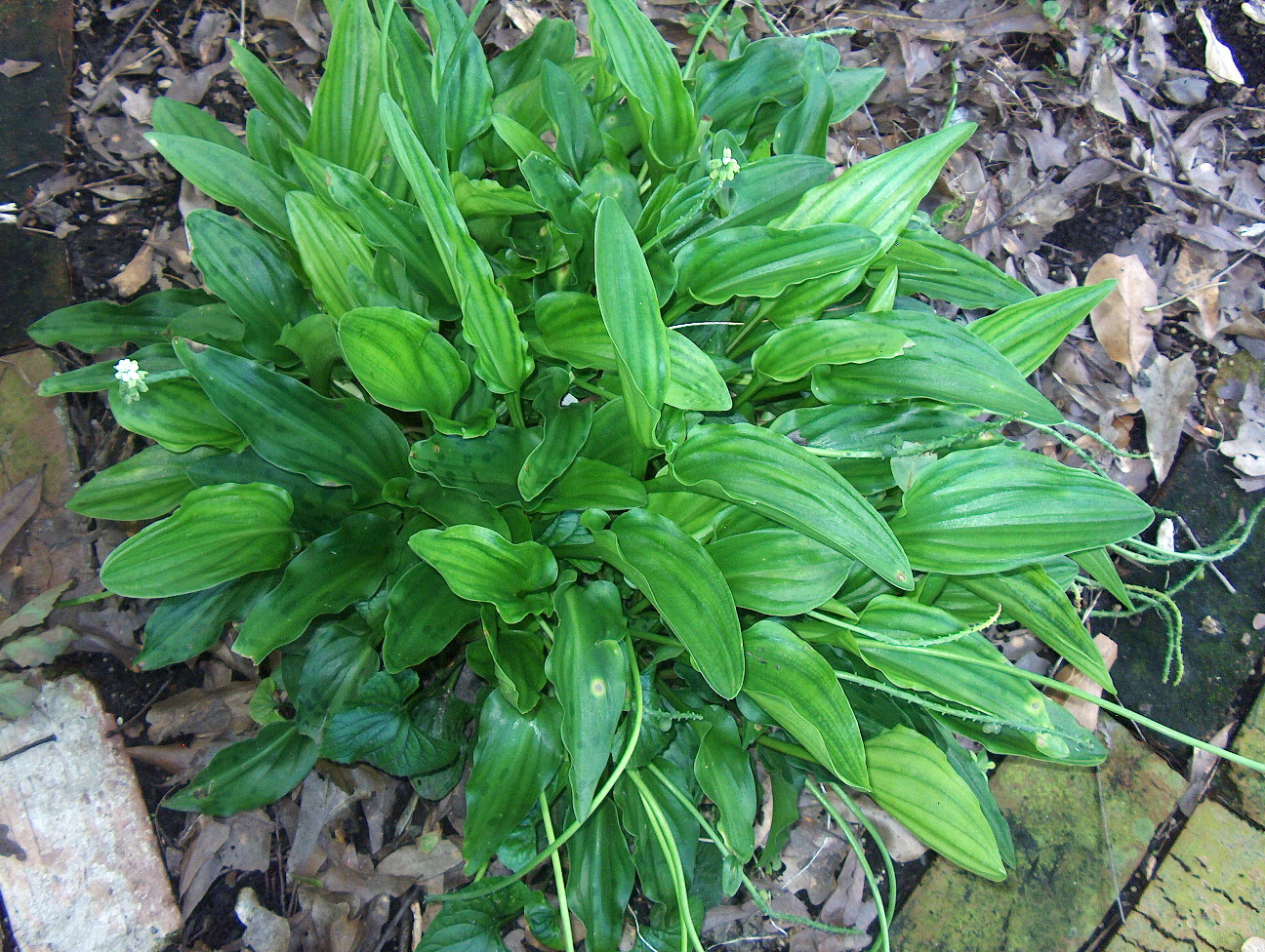 Drimiopsis maculata / African Hosta