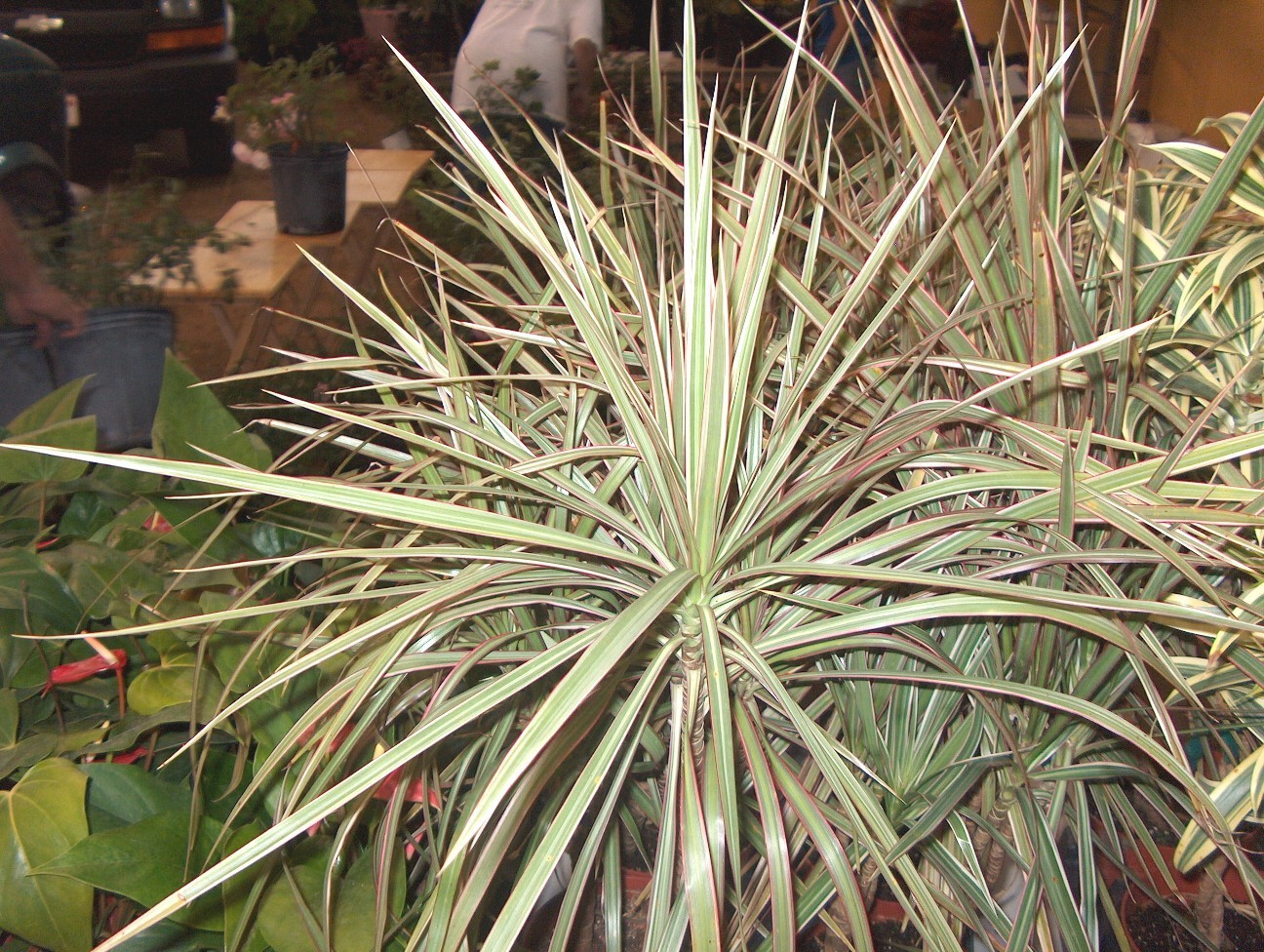 Dracaena marginata ‘Tricolor' / Tricolor Dracaena Marginata