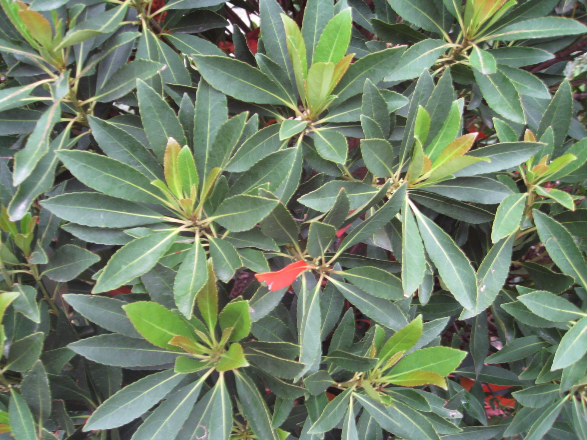 Elaeocarpus decipiens / Elaeocarpus decipiens