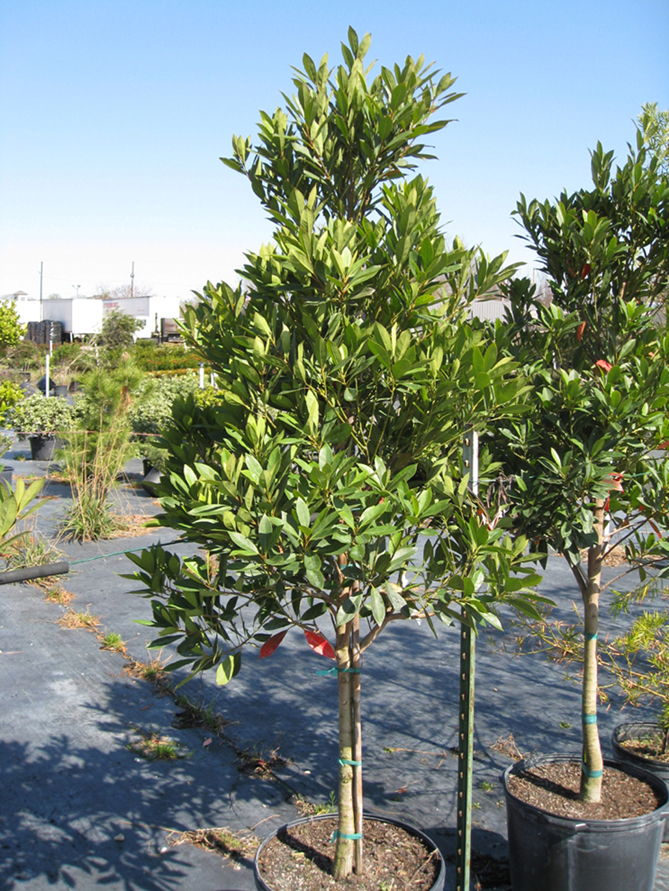 Elaeocarpus decipiens 'MonProud'  / Elaeocarpus decipiens 'MonProud' 