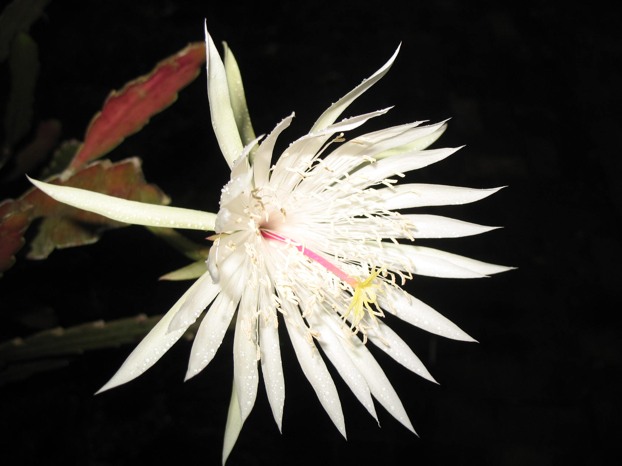 Epiphyllum oxypetalum / Dutchman's-Pipe Cactus, Night Blooming Cereus