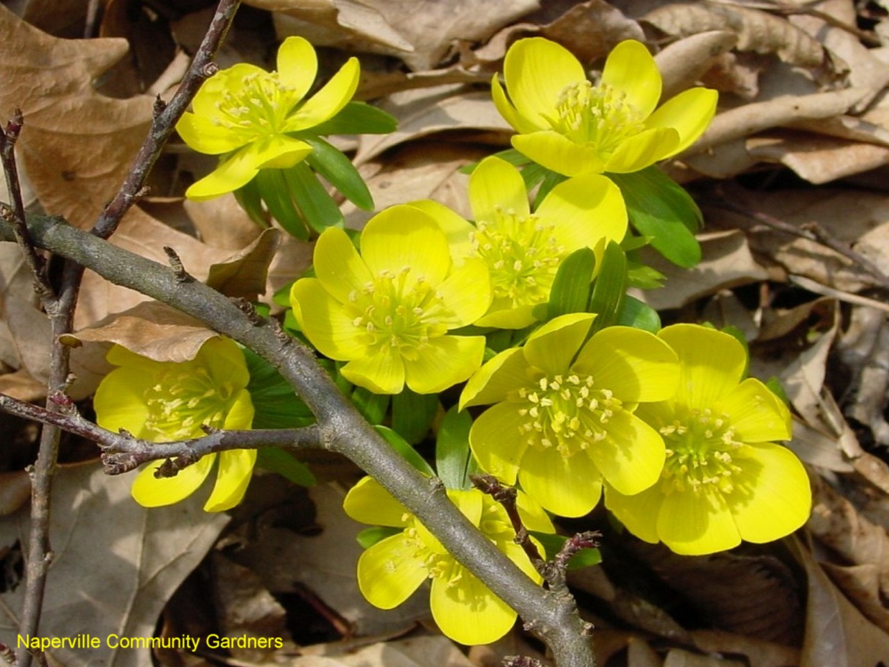 Eranthis hyemalis / Wolf's Bane, Winter Aconite