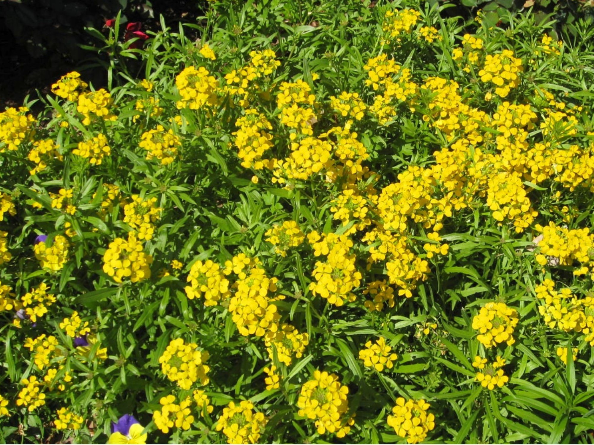 Erysimum 'Citrona Yellow' / Erysimum 'Citrona Yellow'