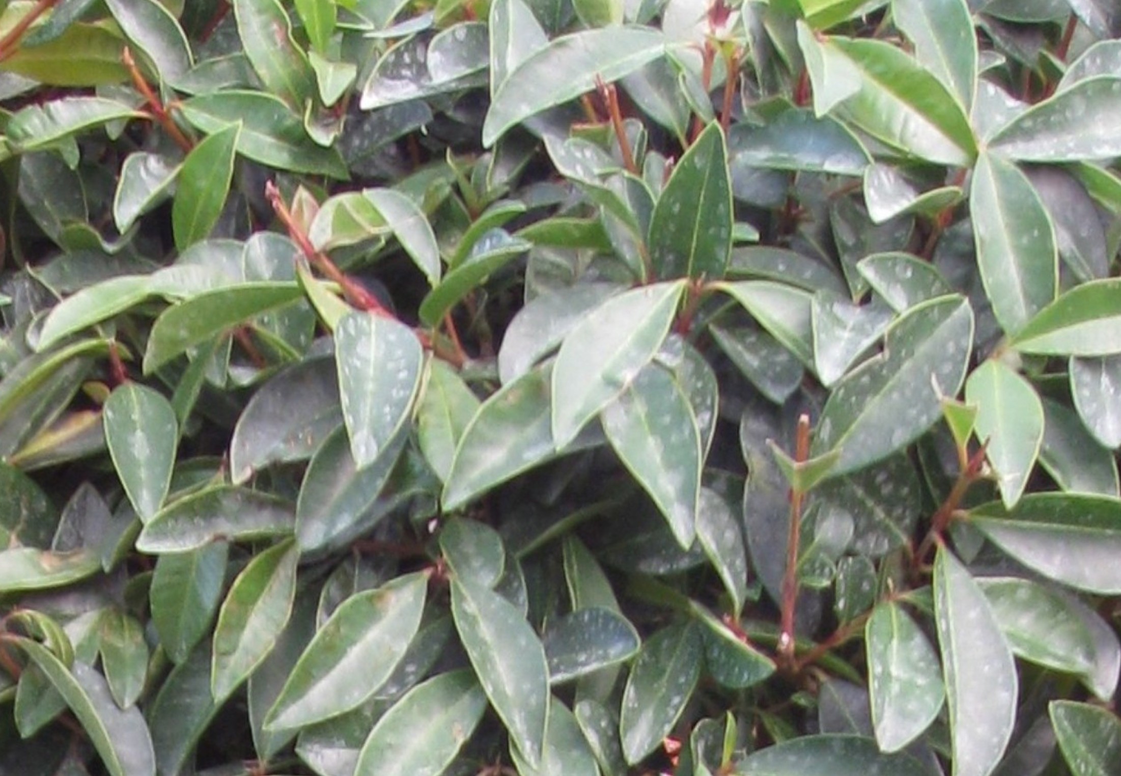 Eugenia myrtifolia / Eugenia myrtifolia