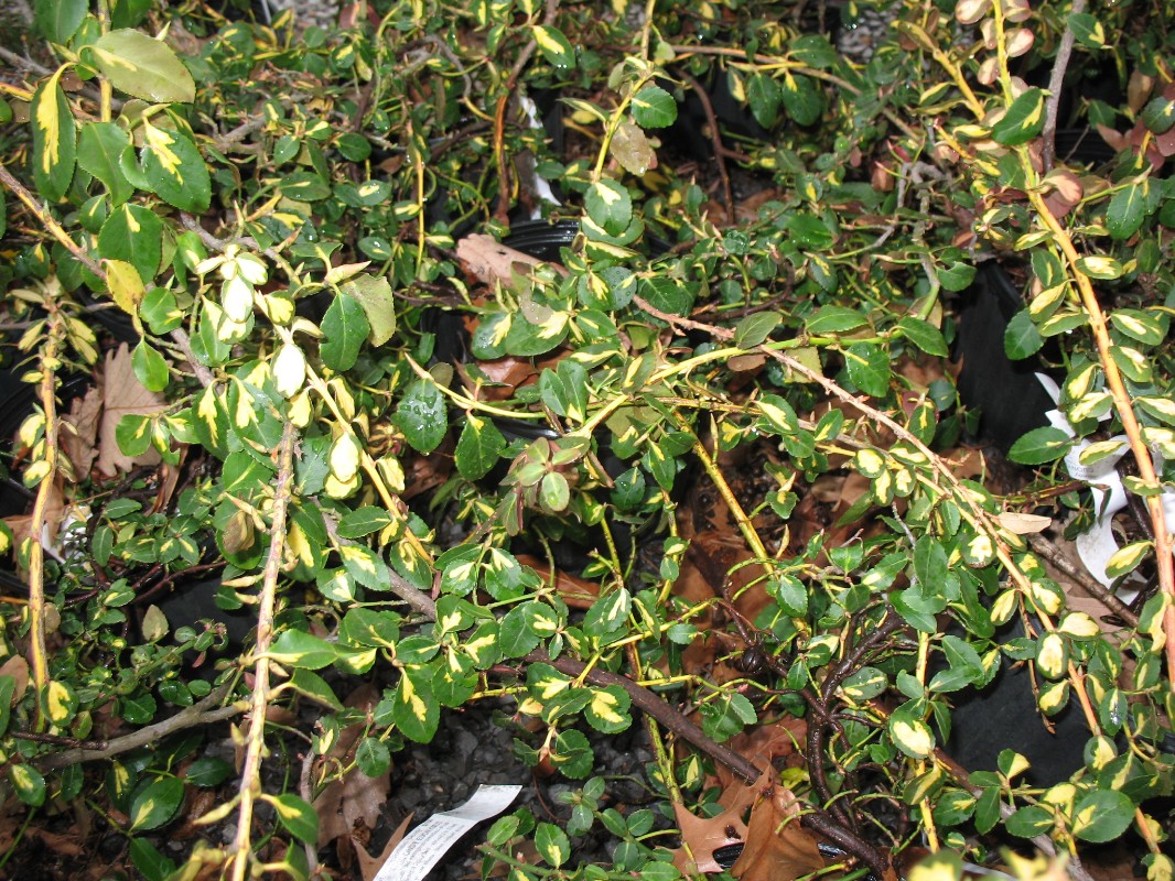 Euonymus fortunei 'Blondy'  / Euonymus fortunei 'Blondy' 