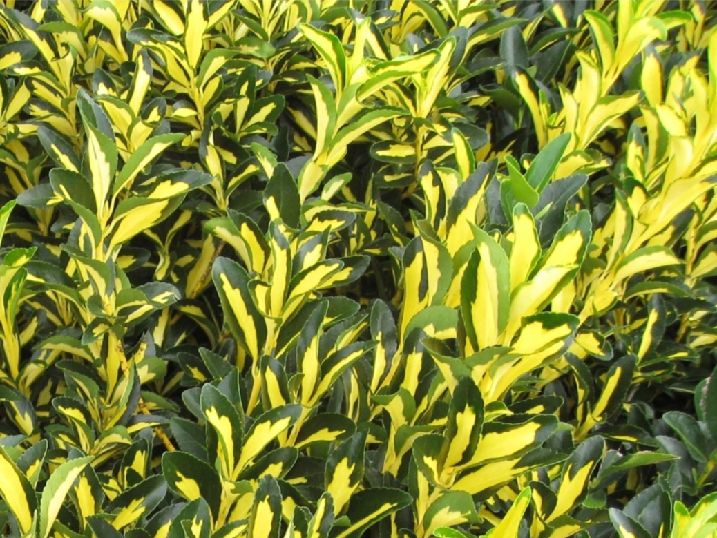 Euonymus japonicus 'Greflair' / Variegated Euonymus