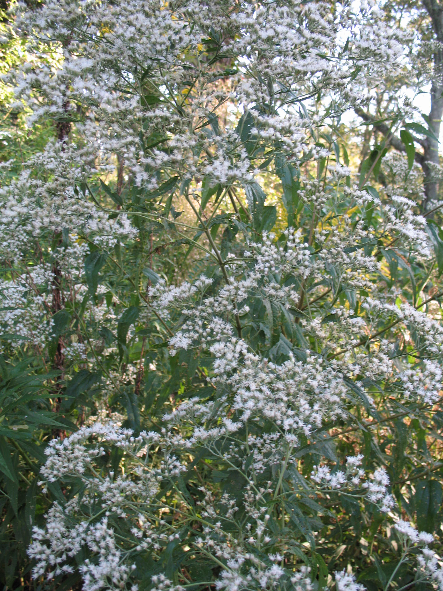 Eupatorium coelestinum  / Mist Flower