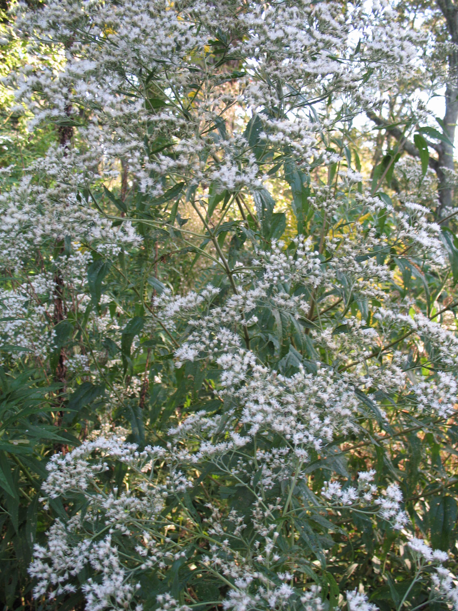 Eupatorium coelestinum  / Eupatorium coelestinum 