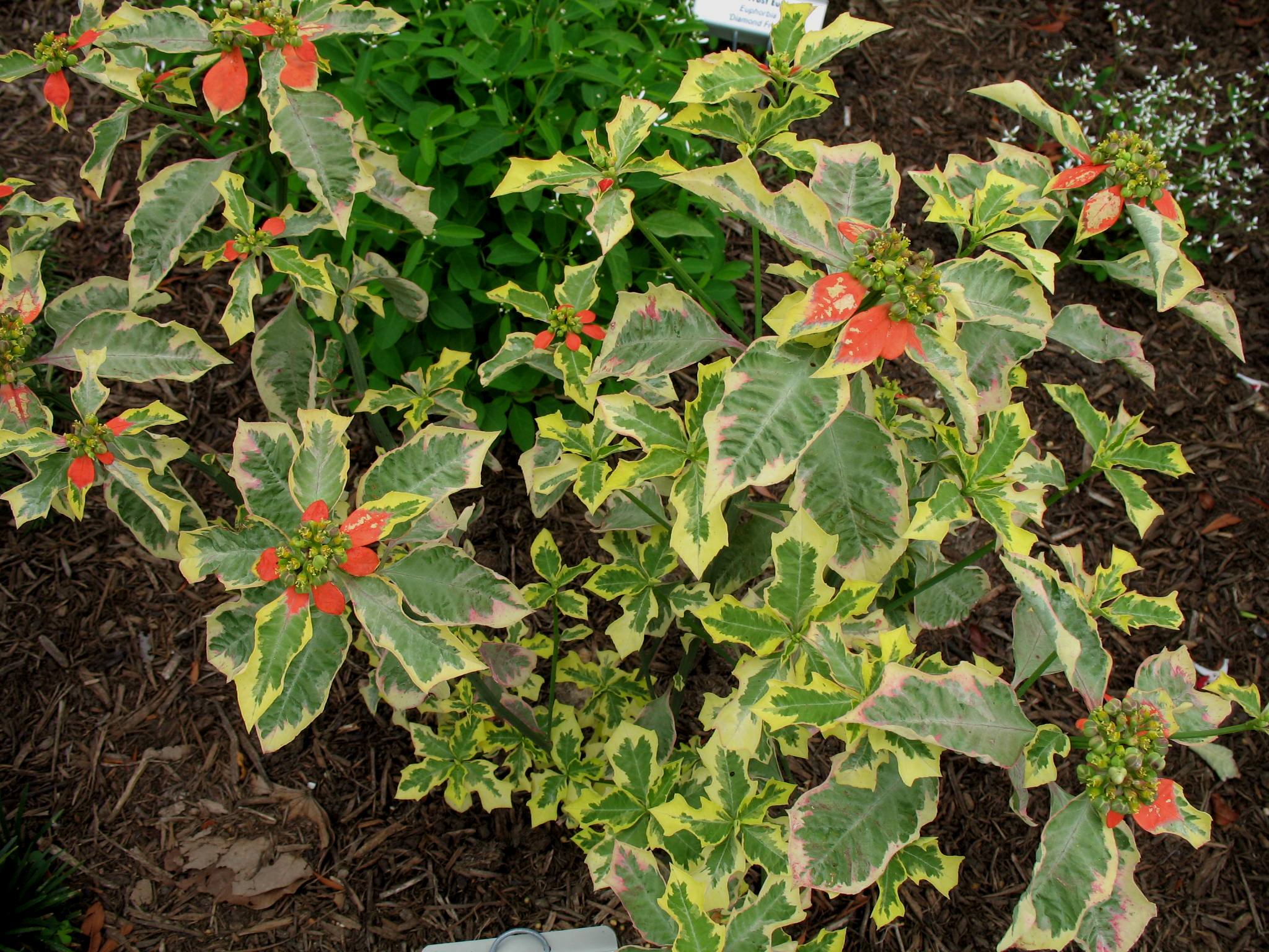 Euphorbia heterophylla 'Variegatum'  / Euphorbia heterophylla 'Variegatum' 
