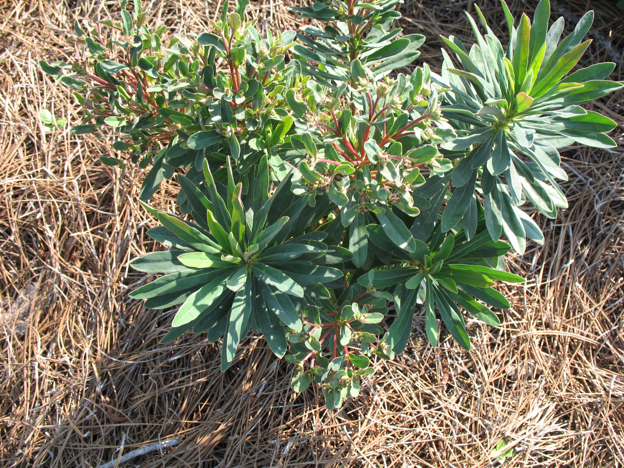 Euphorbia 'Martinii Rudolph'  / Martinii Rudolph Euphorbia