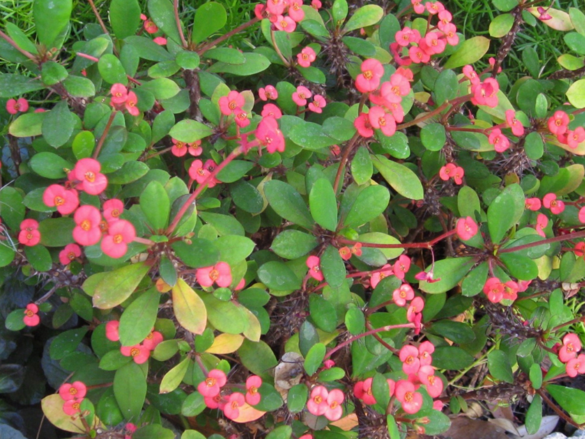 Euphorbia splendens / Crown of Thorns