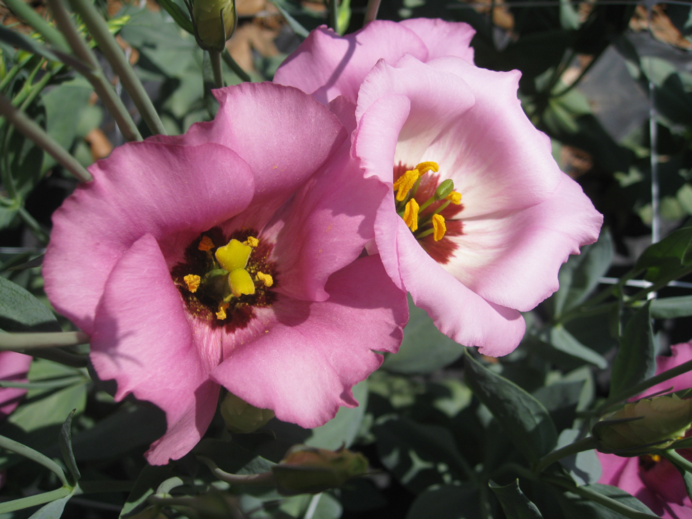 Eustoma grandiflorum / Lisianthus