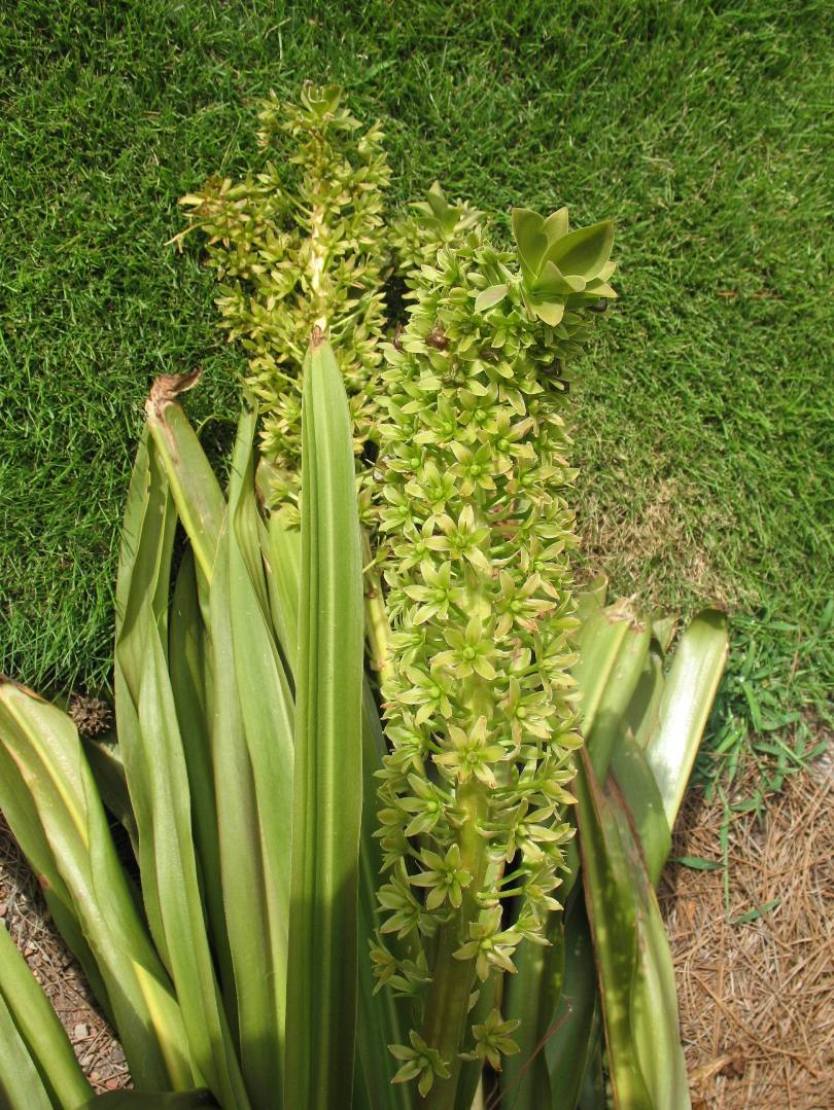 Eucomis species  / Pineapple Lily