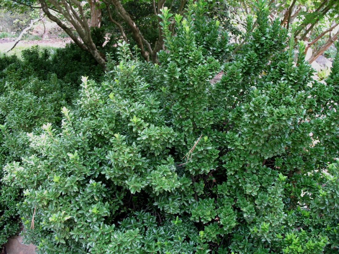 Euonymus japonicus 'Pulchellus'  / Japanese Boxleaf Euonymus