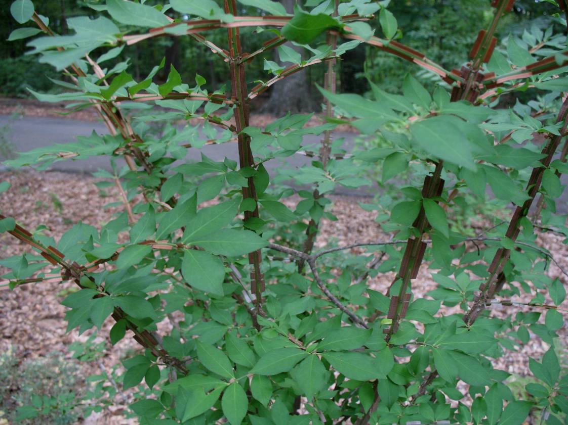 Euonymus phellomanus  / Euonymus phellomanus 