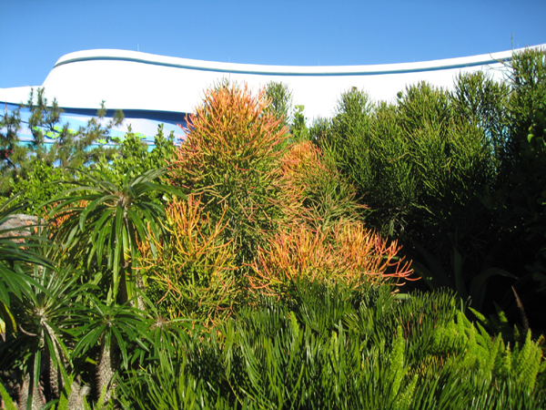 Euphorbia tirucalli 'Fire Sticks' / Fire Sticks