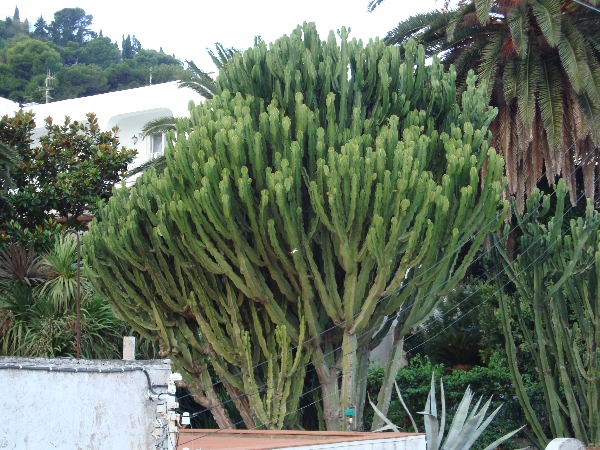 Euphorbia ingens / Candelarbra Tree or Naboom