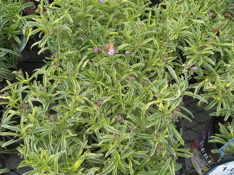 Erysimum linifolium 'Variegatum'    / Variegated Wallflower