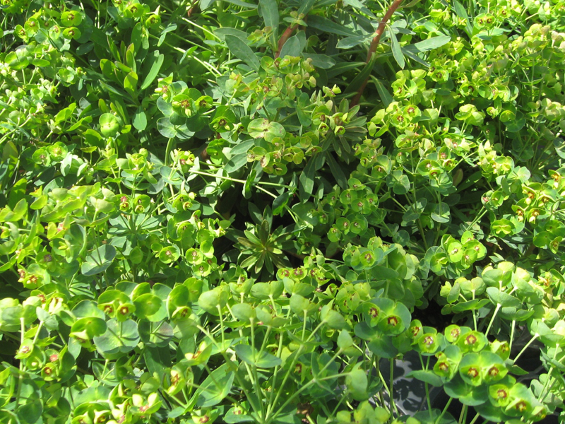 Euphorbia martinii 'Waleutiny'    / Euphorbia martinii 'Waleutiny'   