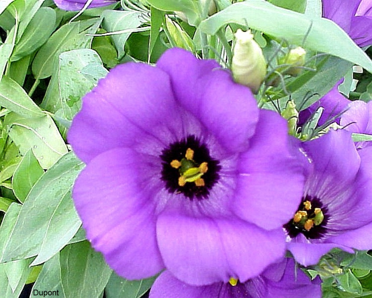 Eustoma 'Sapphire Blue' / Dwarf Lisianthus