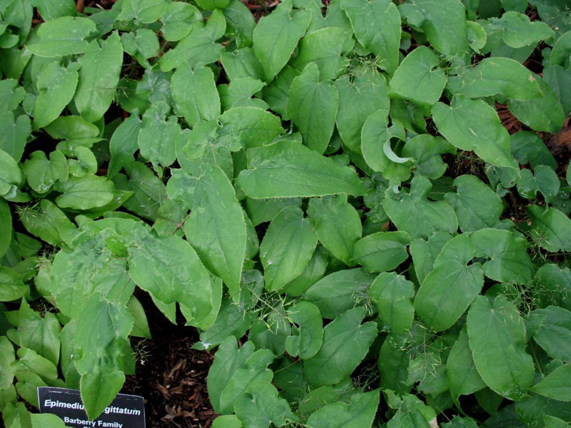 Epimedium sagittatum / Epimedium sagittatum