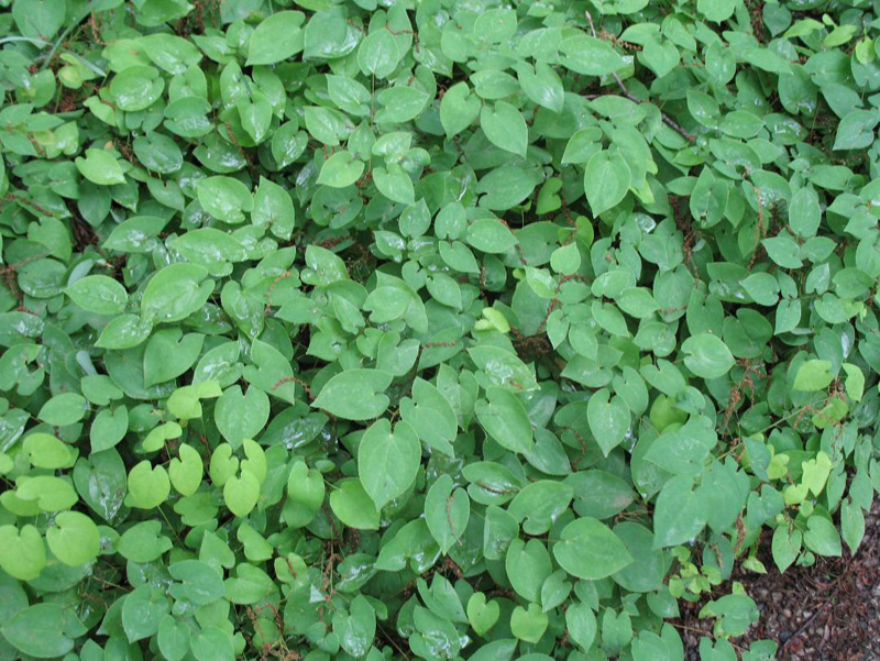 Epimedium x versicolor 'Sulphureum / Epimedium x versicolor 'Sulphureum