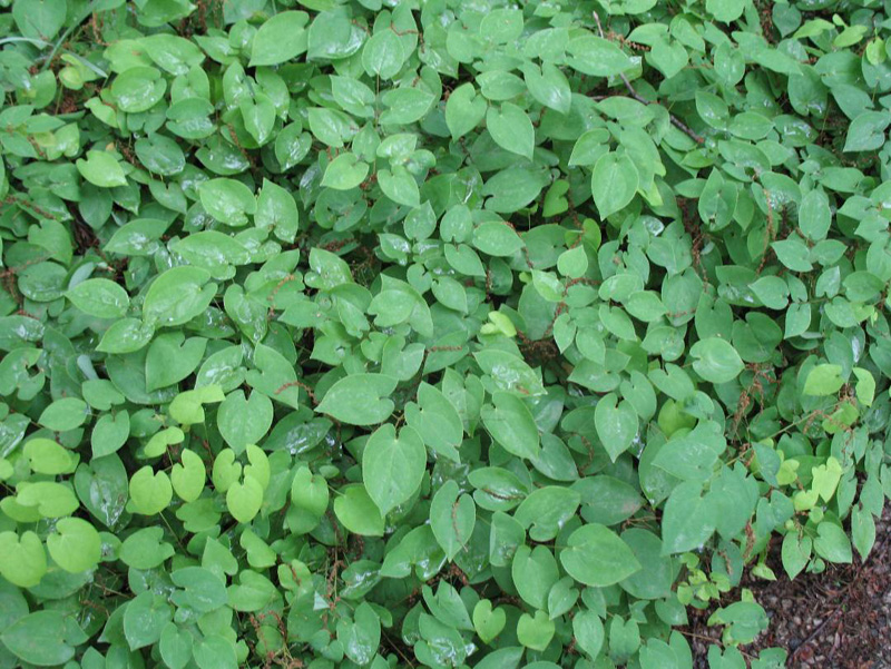 Epimedium x versicolor 'Sulphureum / Bishop's Hat or Bicolor Barrenwort