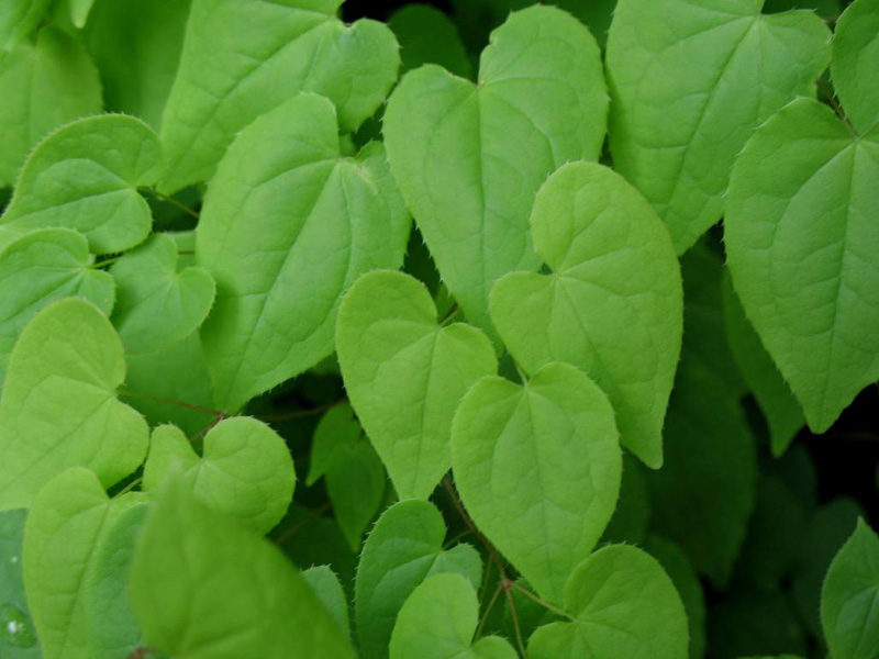 Epimedium x youngianum 'Tomabotan'   / Epimedium x youngianum 'Tomabotan'  