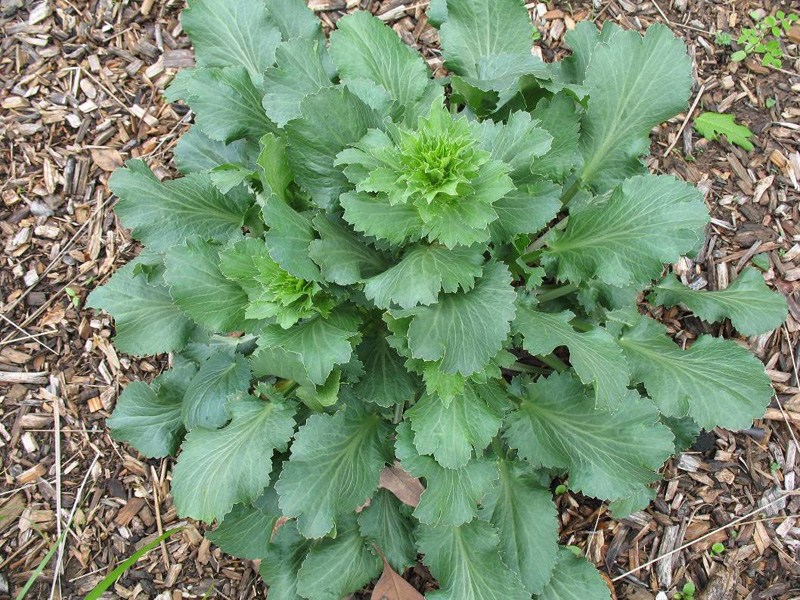 Eryngium planum 'Balukappe'   / Eryngium planum 'Balukappe'  