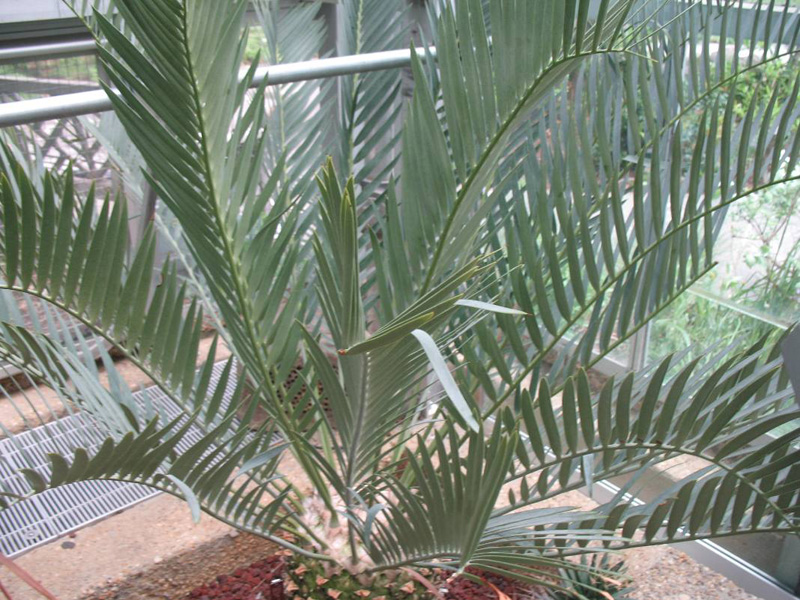 Encephalartos lehmmanii / Blue-leaved Cycad, Karoo Cycad