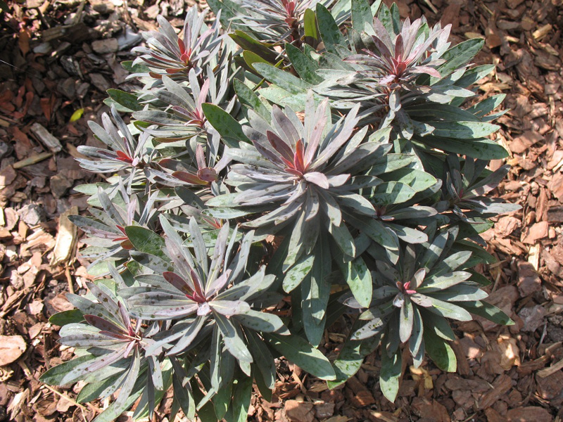 Euphorbia 'Nothowlee' / Blackbird Spurge