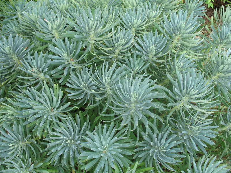 Euphorbia characias   / Mediterranean Spurge
