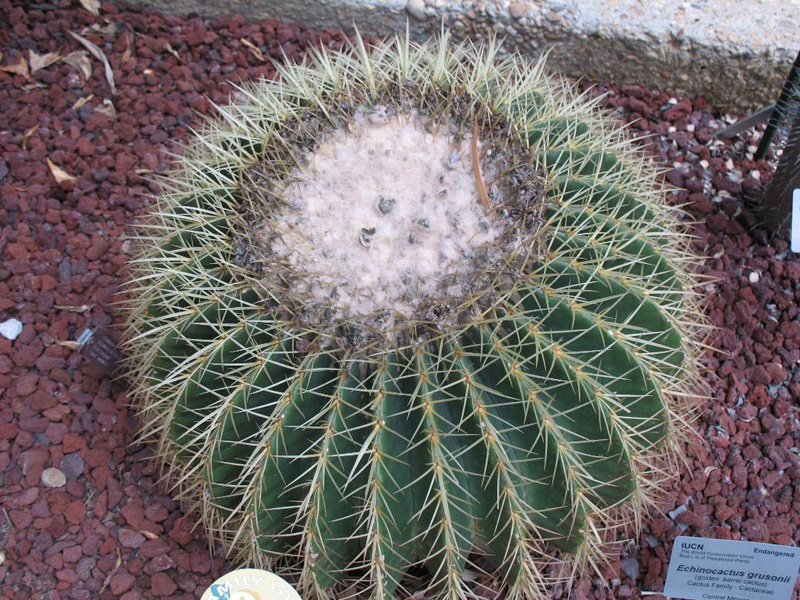 Echinocactus grusonii   / Golden Barrel Cactus, Barrel Cactus