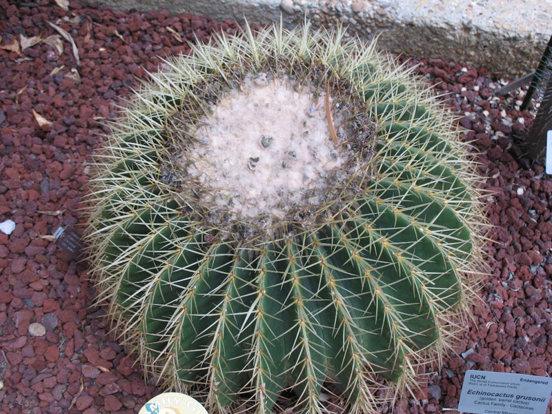 Echinocactus grusonii   / Echinocactus grusonii  