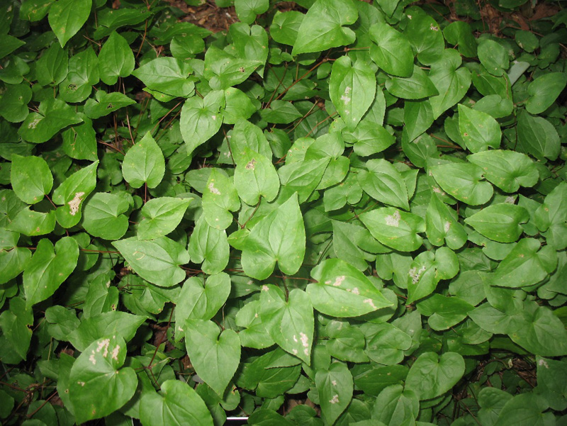 Epimedium Species / Bishop's Hat, Barrenwort