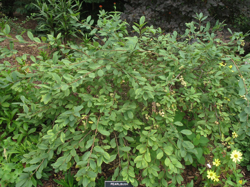 Exochorda x macrantha 'The Bride'   / Exochorda x macrantha 'The Bride'  