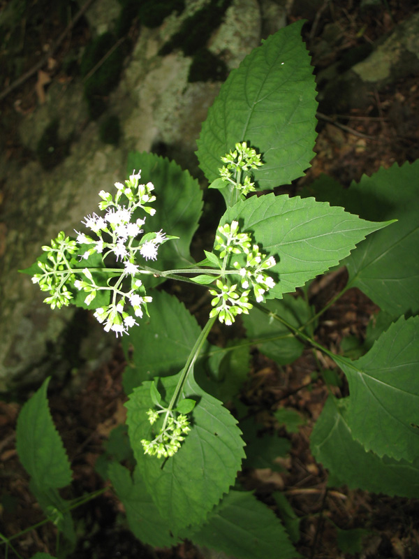 Eupatorium rugosum   / Eupatorium rugosum  